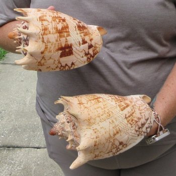 Two piece Imperial Volute Seashells 7"