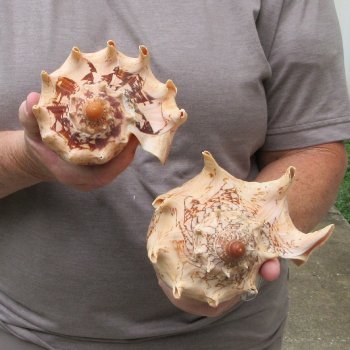 Two piece Imperial Volute Seashells 7"
