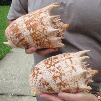 Two piece Imperial Volute Seashells 8"