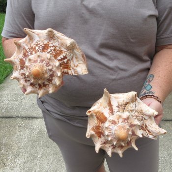 Two piece Imperial Volute Seashells 8"
