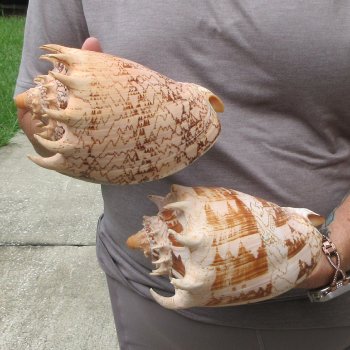Two piece Imperial Volute Seashells 7"