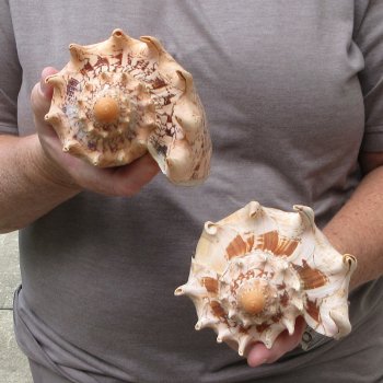Two piece Imperial Volute Seashells 7"