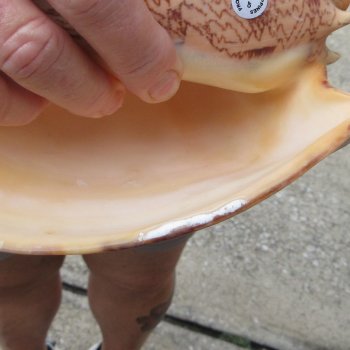 Two piece Imperial Volute Seashells 7"