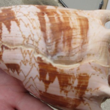 Two piece Imperial Volute Seashells 7"