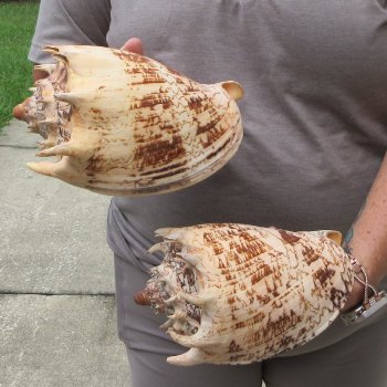 Two piece Imperial Volute Seashells 8"