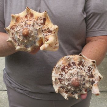 Two piece Imperial Volute Seashells 8"