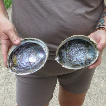 Two piece Pink Abalone shells 5" 