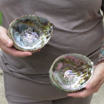 Two piece Pink Abalone shells 5" 