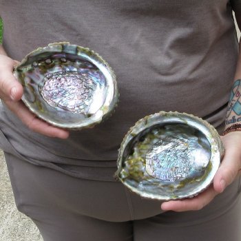 Two piece Pink Abalone shells 5" 