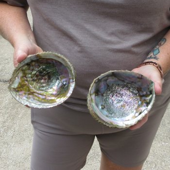 Two piece Pink Abalone shells 5" 