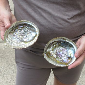 Two piece Pink Abalone shells 5" 