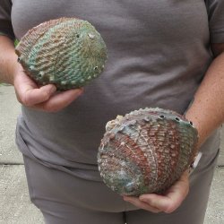 Two piece Pink Abalone shells 5" 