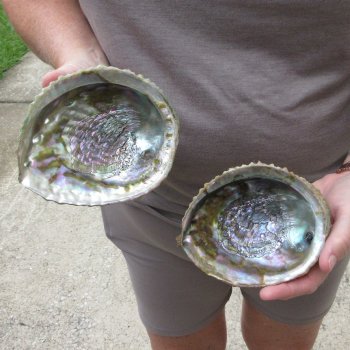 Two piece Pink Abalone shells 5" 