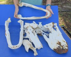 15lb Assorted Allig...