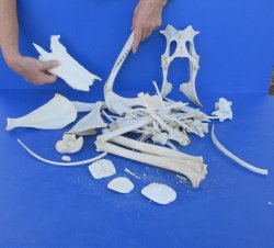 4lb Assorted Bones