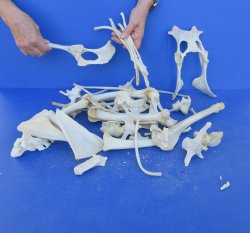 4lb Assorted Bones