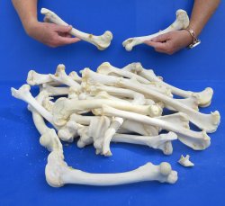 Thirty piece Deer L...