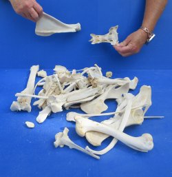 4lb Assorted Bones