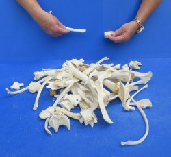 4lb Assorted Bones