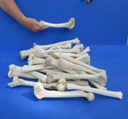 Thirty piece Deer L...