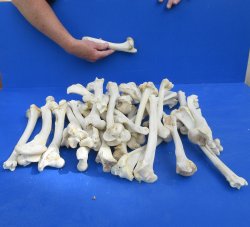 Thirty piece Deer Leg Bones 7" to 12"