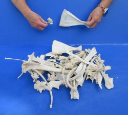4lb Assorted Bones