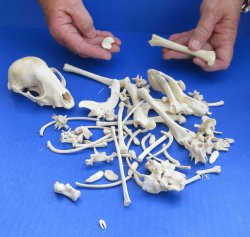 Raccoon Skull with ...