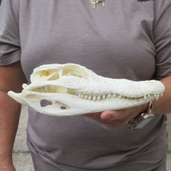 9" Alligator S...