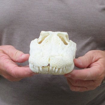 9" Alligator Skull 