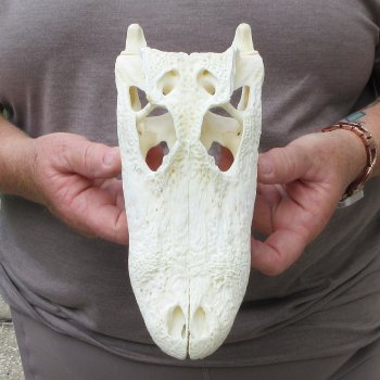 9" Alligator Skull 