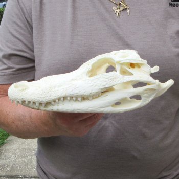9" Alligator Skull 