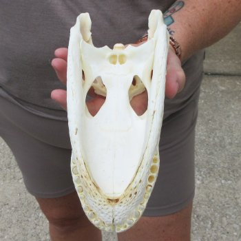 9" Alligator Skull 