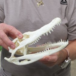 9" Alligator S...