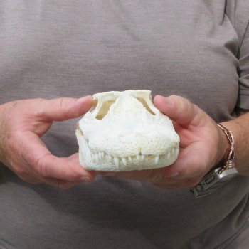 9" Alligator Skull 