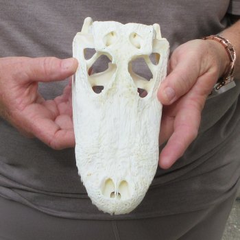 9" Alligator Skull 