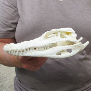 9" Alligator Skull 