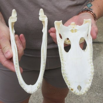 9" Alligator Skull 
