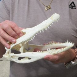 9-1/2" B-Grade Alligator Skull 