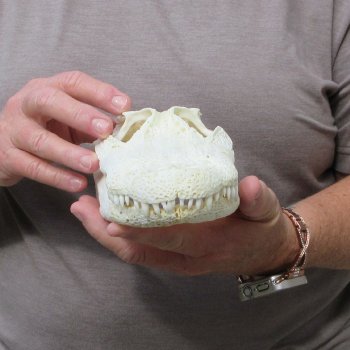 9-1/2" B-Grade Alligator Skull 