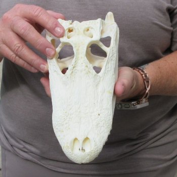 9-1/2" B-Grade Alligator Skull 