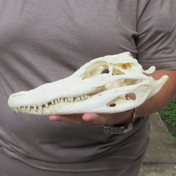 9-1/2" B-Grade Alligator Skull 
