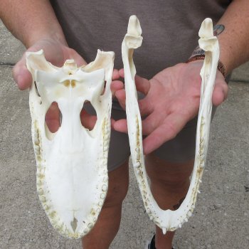 9-1/2" B-Grade Alligator Skull 