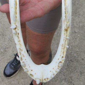 9-1/2" B-Grade Alligator Skull 