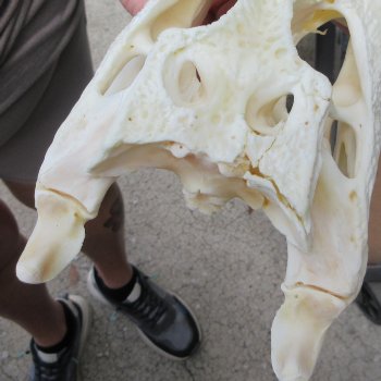 9-1/2" B-Grade Alligator Skull 
