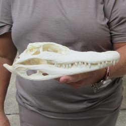 9-1/2" B-Grade Alligator Skull 
