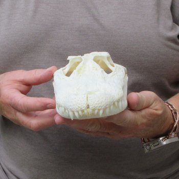 9-1/2" B-Grade Alligator Skull 