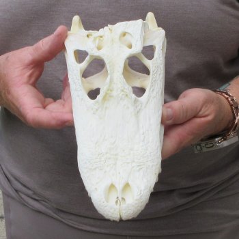 9-1/2" B-Grade Alligator Skull 