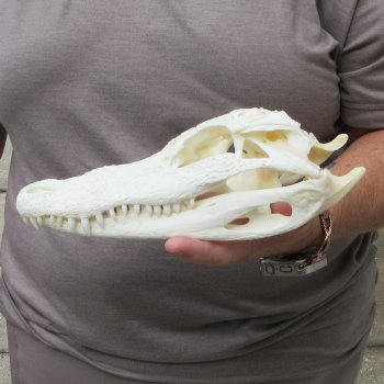 9-1/2" B-Grade Alligator Skull 