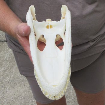9-1/2" B-Grade Alligator Skull 