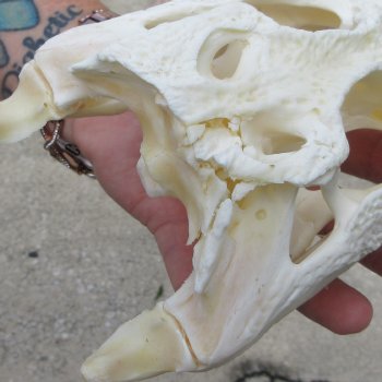 9-1/2" B-Grade Alligator Skull 